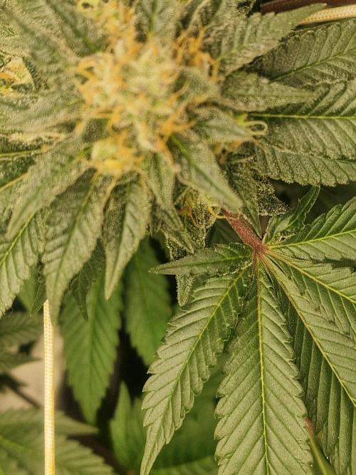 🔗AWARENESS🔗. Week 15