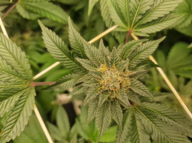 🔗AWARENESS🔗. Week 15