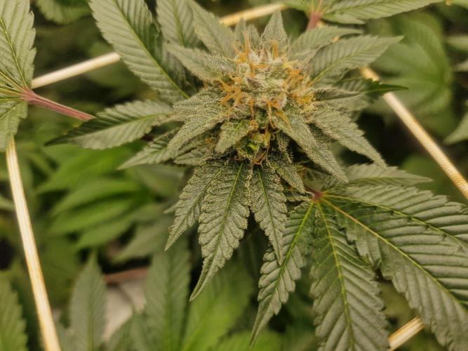 🔗AWARENESS🔗. Week 15