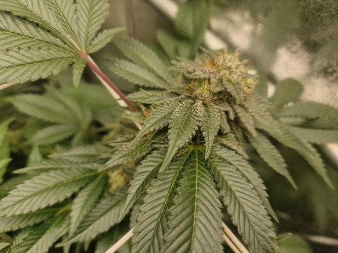 🔗AWARENESS🔗. Week 15