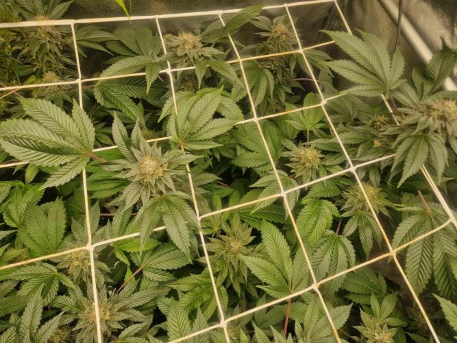 🔗AWARENESS🔗. Week 15