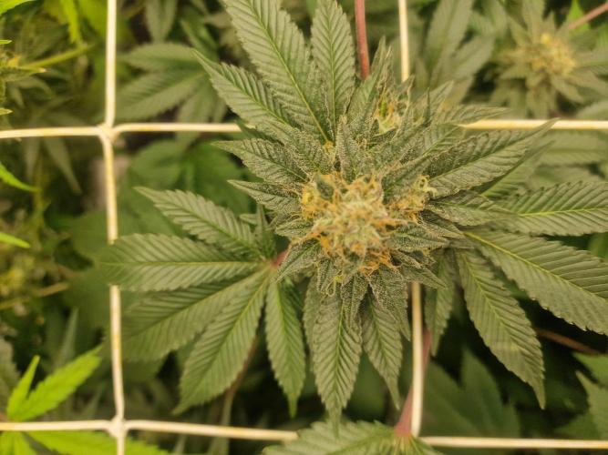 🔗AWARENESS🔗. Week 15