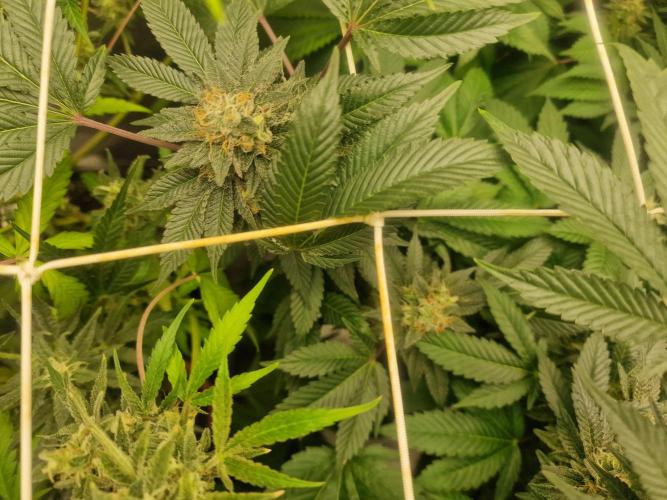 🔗AWARENESS🔗. Week 15