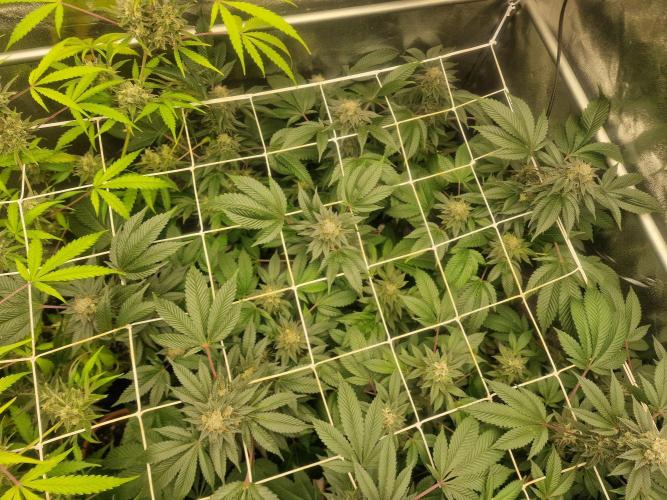 🔗AWARENESS🔗. Week 15