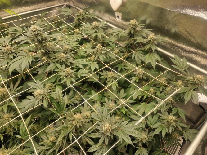 🔗AWARENESS🔗. Week 15