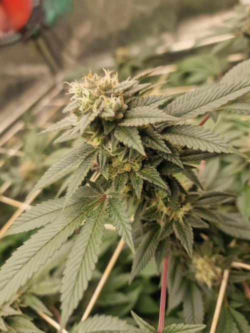 🔗AWARENESS🔗. Week 15