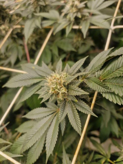 🔗AWARENESS🔗. Week 15