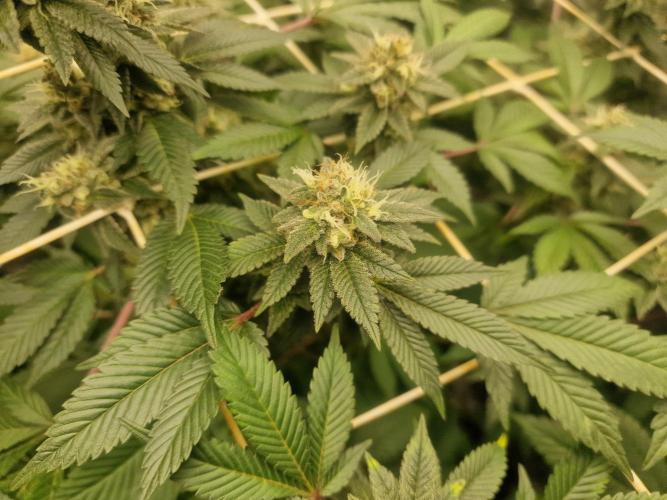 🔗AWARENESS🔗. Week 15