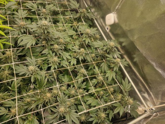 🔗AWARENESS🔗. Week 15