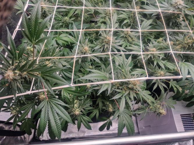 🔗AWARENESS🔗. Week 15