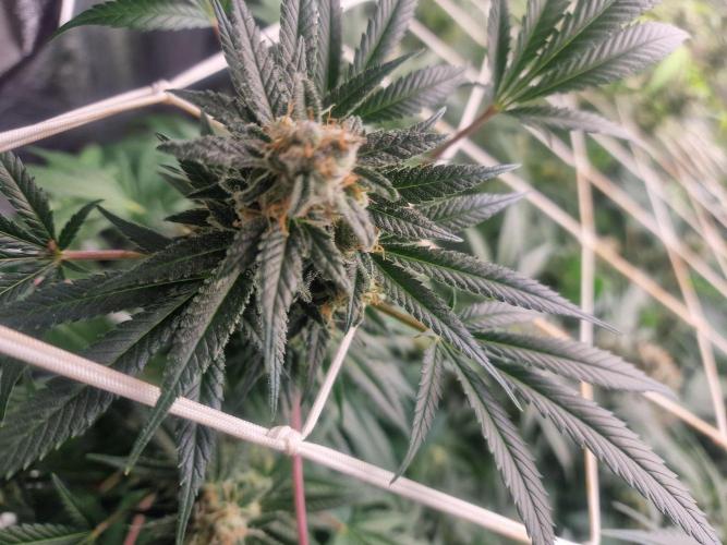 🔗AWARENESS🔗. Week 15