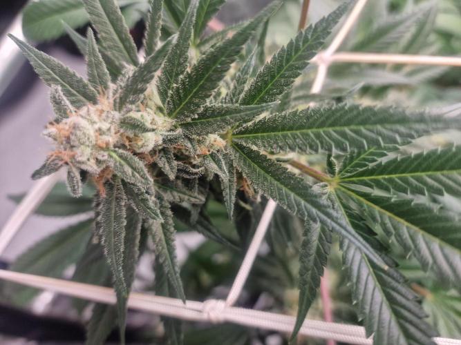 🔗AWARENESS🔗. Week 15