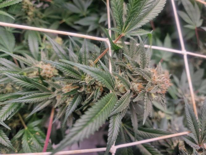 🔗AWARENESS🔗. Week 15