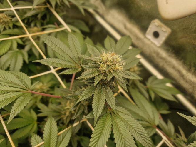 🔗AWARENESS🔗. Week 15