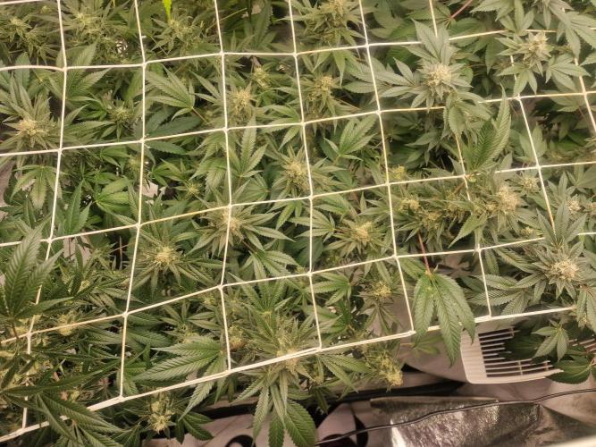 🔗AWARENESS🔗. Week 15