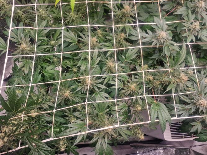 🔗AWARENESS🔗. Week 15