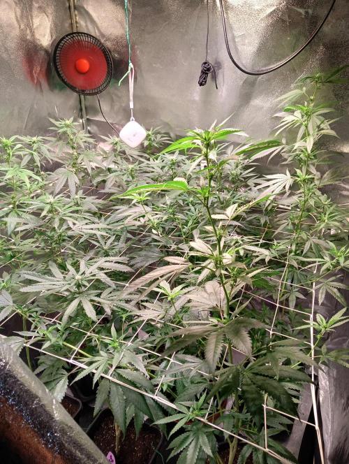 LAVA FREEZE SSSC. Week 6