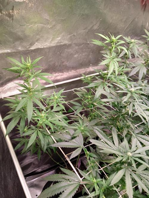 LAVA FREEZE SSSC. Week 6