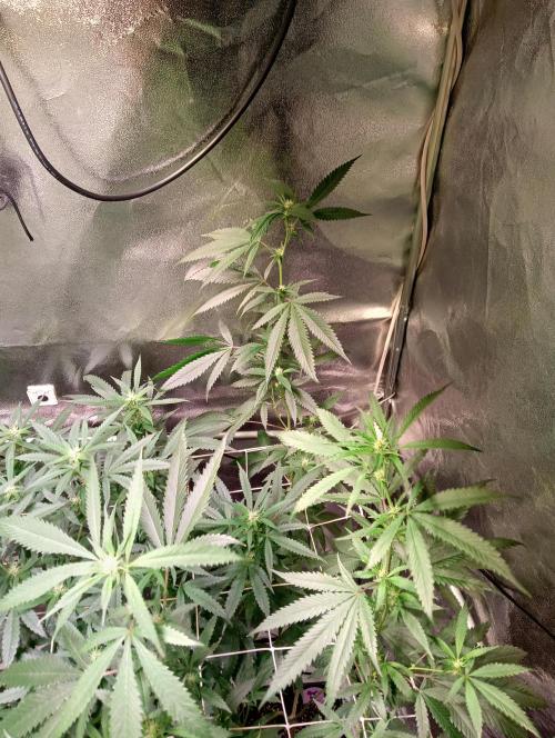 LAVA FREEZE SSSC. Week 6