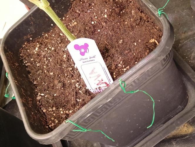 LAVA FREEZE SSSC. Week 6