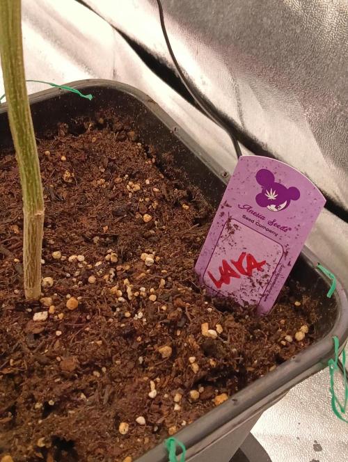 LAVA FREEZE SSSC. Week 6