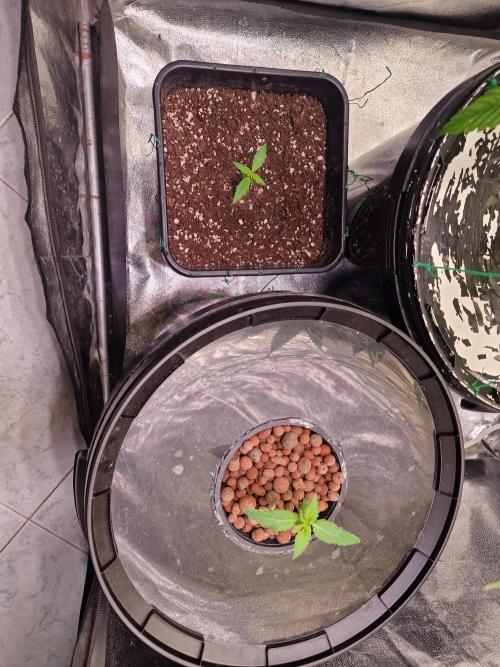 Another Love. Week 3