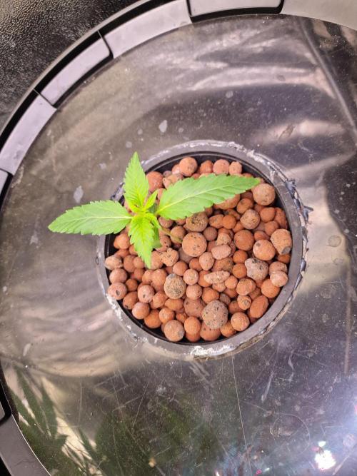 Another Love. Week 3