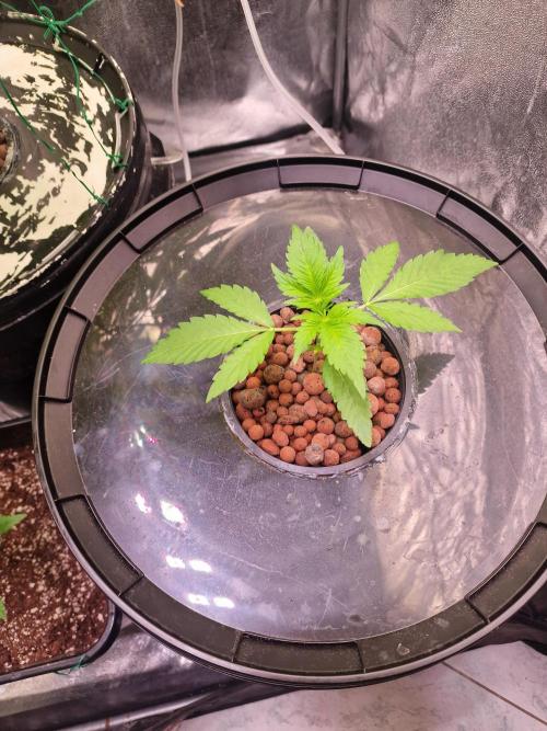 Another Love. Week 4