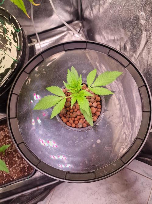 Another Love. Week 4