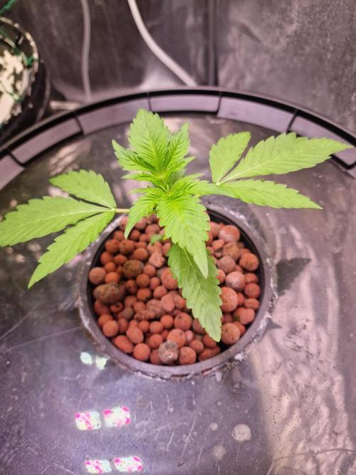 Another Love. Week 4