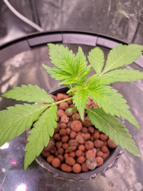 Another Love. Week 4