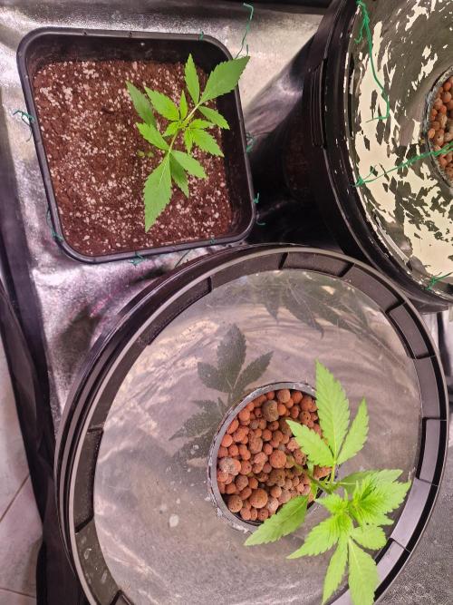 Another Love. Week 4