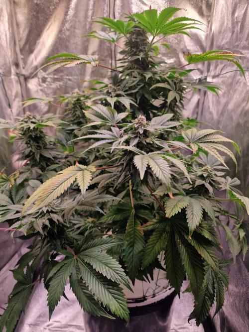 🍌PLÁTANITO🍌. Week 14