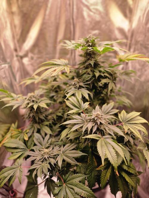 🍌PLÁTANITO🍌. Week 14