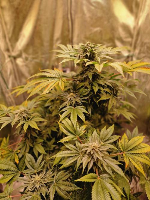 🍌PLÁTANITO🍌. Week 14