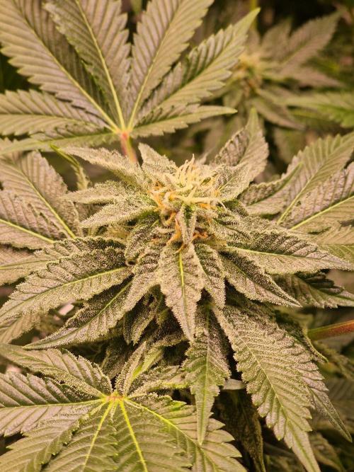 🍌PLÁTANITO🍌. Week 14