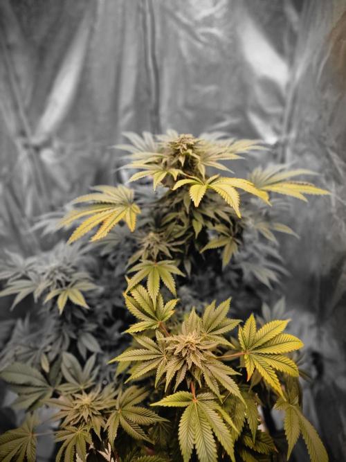 🍌PLÁTANITO🍌. Week 14