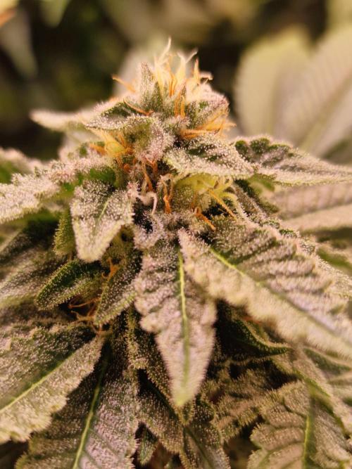 🍌PLÁTANITO🍌. Week 14