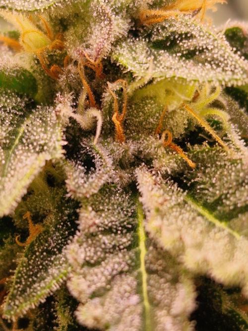 🍌PLÁTANITO🍌. Week 14