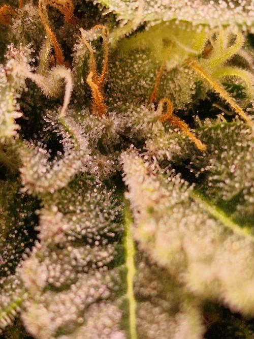 🍌PLÁTANITO🍌. Week 14