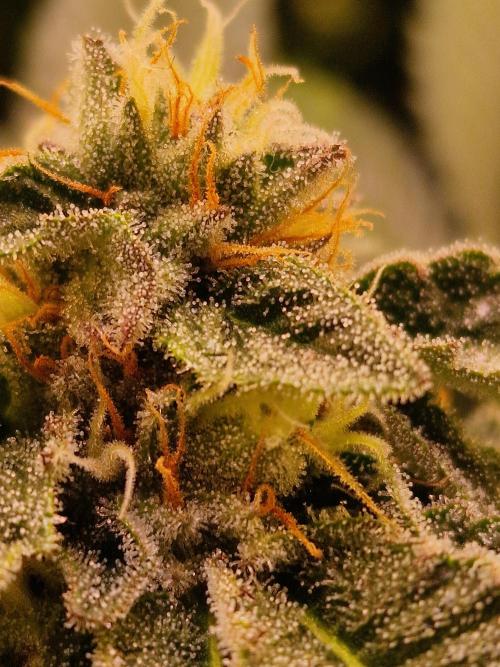 🍌PLÁTANITO🍌. Week 14