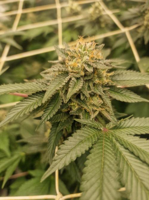 🔗AWARENESS🔗. Week 16