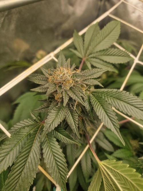 🔗AWARENESS🔗. Week 16