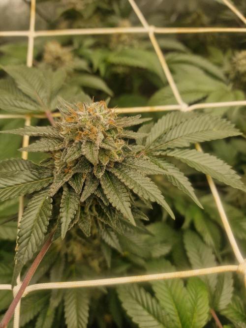 🔗AWARENESS🔗. Week 16