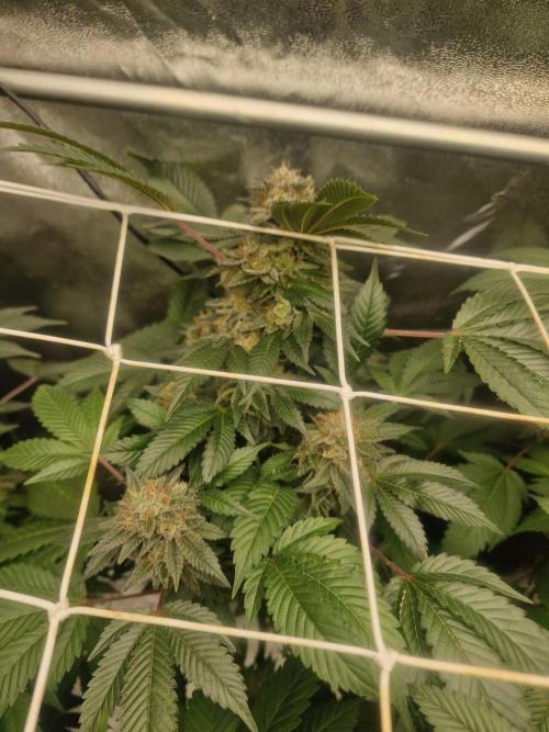 🔗AWARENESS🔗. Week 16