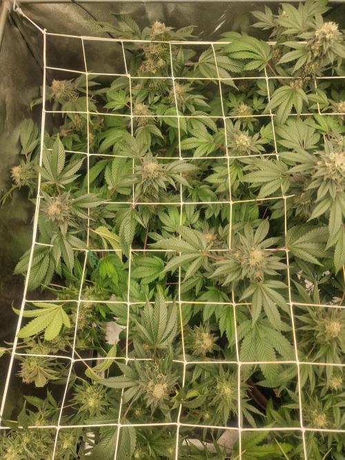 🔗AWARENESS🔗. Week 16