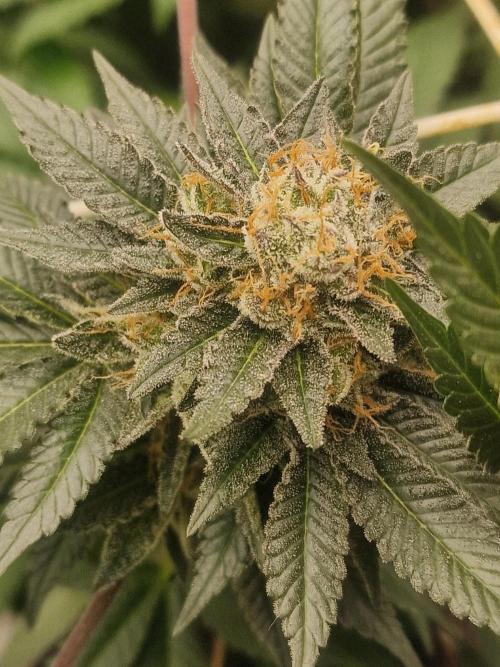 🔗AWARENESS🔗. Week 16