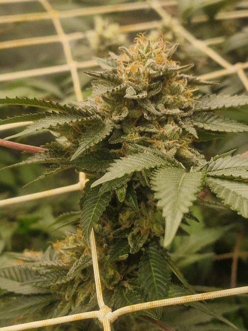 🔗AWARENESS🔗. Week 16