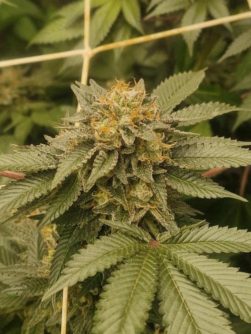 🔗AWARENESS🔗. Week 16