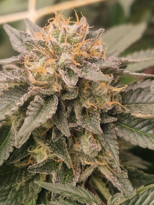 🔗AWARENESS🔗. Week 16